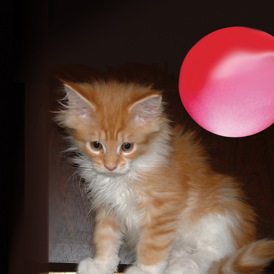 Cat Maine2