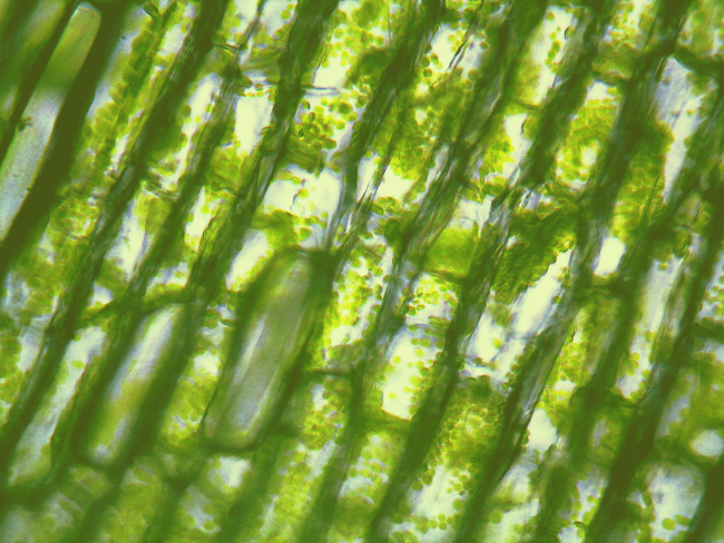 Elodea8 BetterTOCMYK