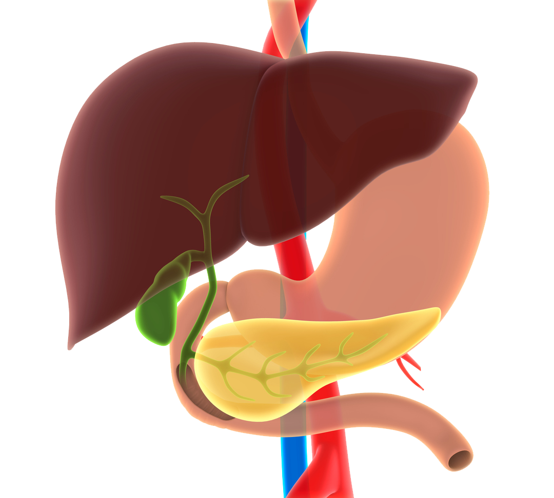 Liver Gallbladder Pancrease