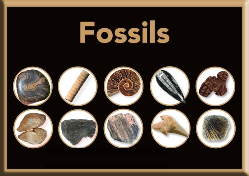 “Fossil-Collectibles”