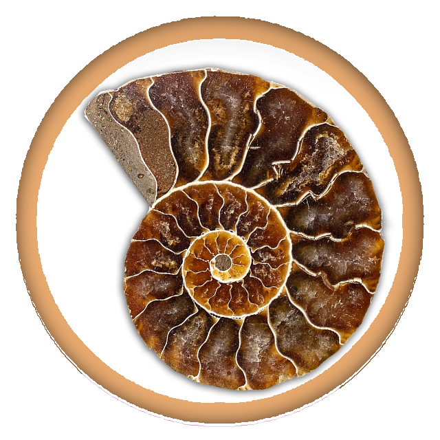 Ammonite