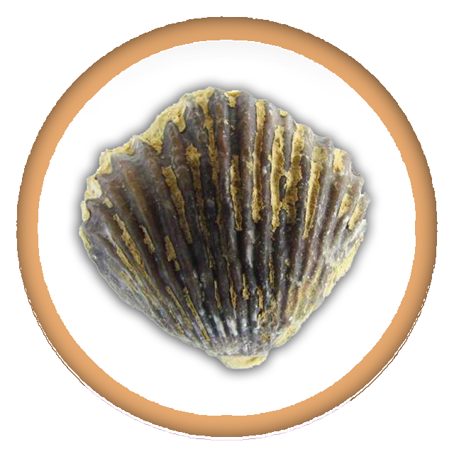 Brachiopods