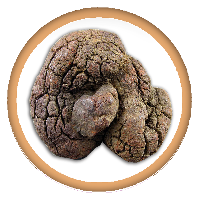 Coprolite