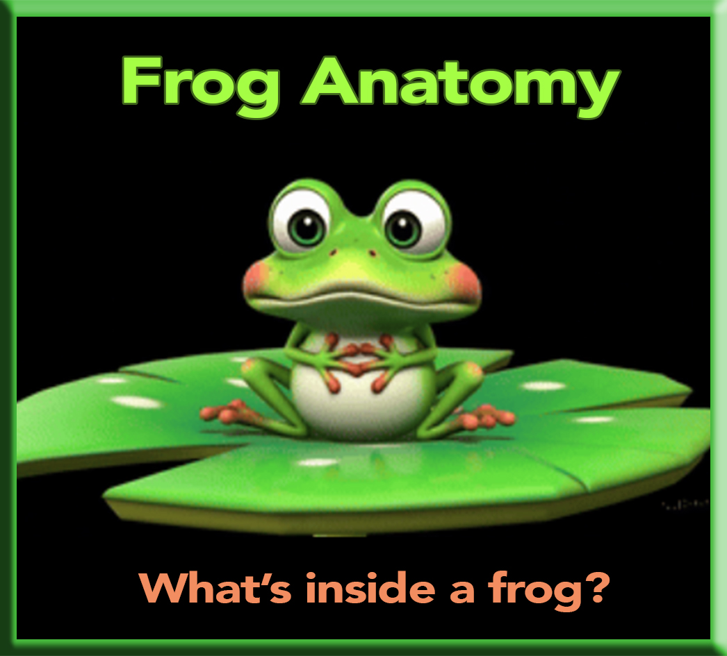 Frog Anatomy