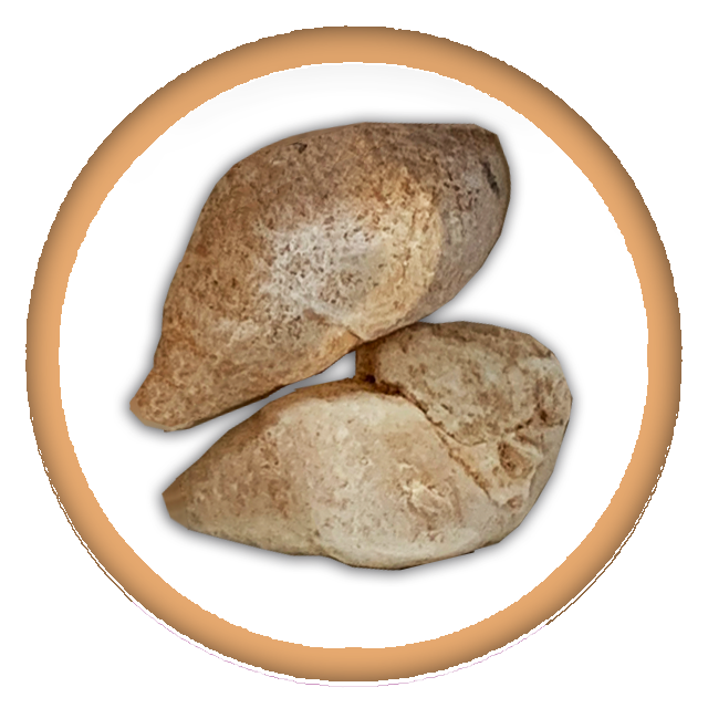Gastropods