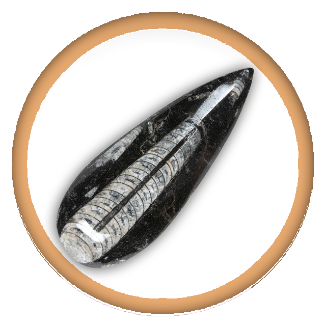 Orthoceras