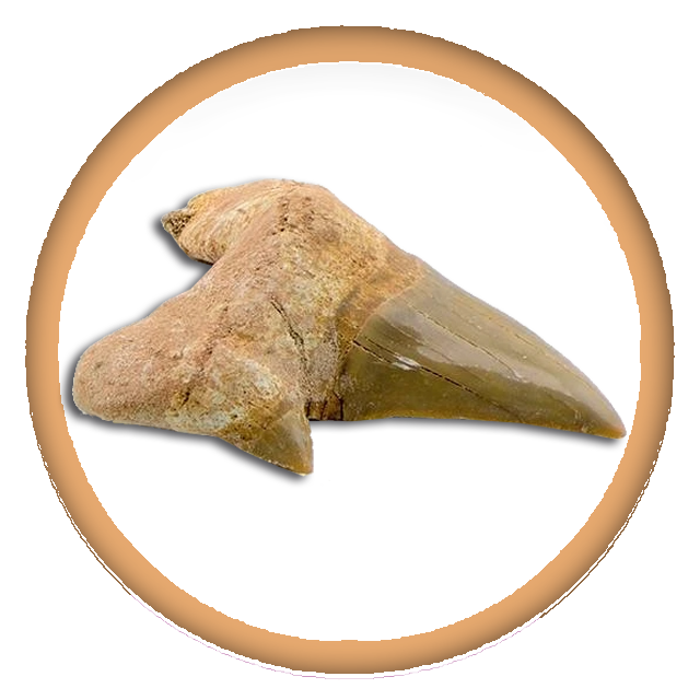 SharkTeeth