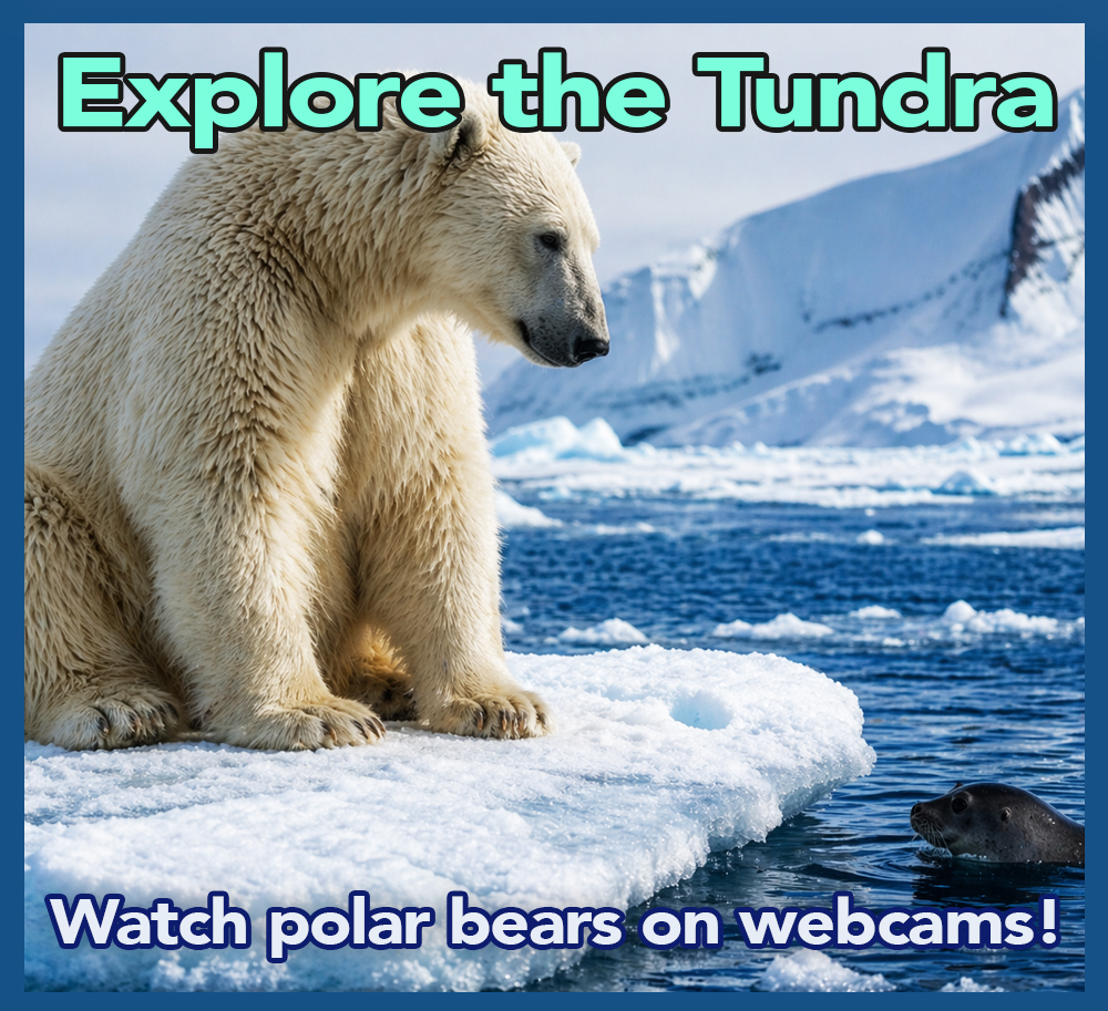 Build a Biome - Tundra