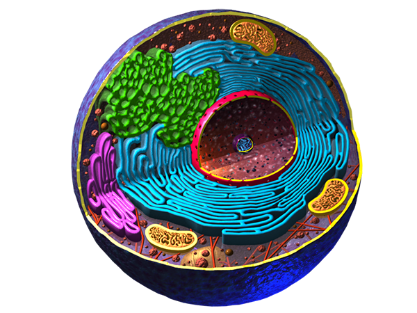 3D animal cell illustration