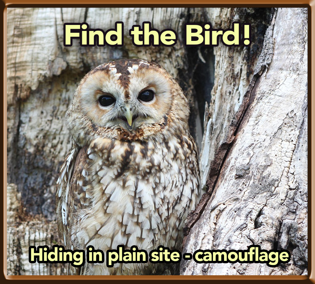 Bird camouflage