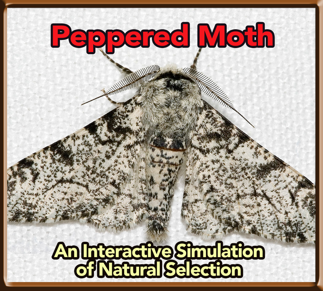 Peppered Moth Simulation
