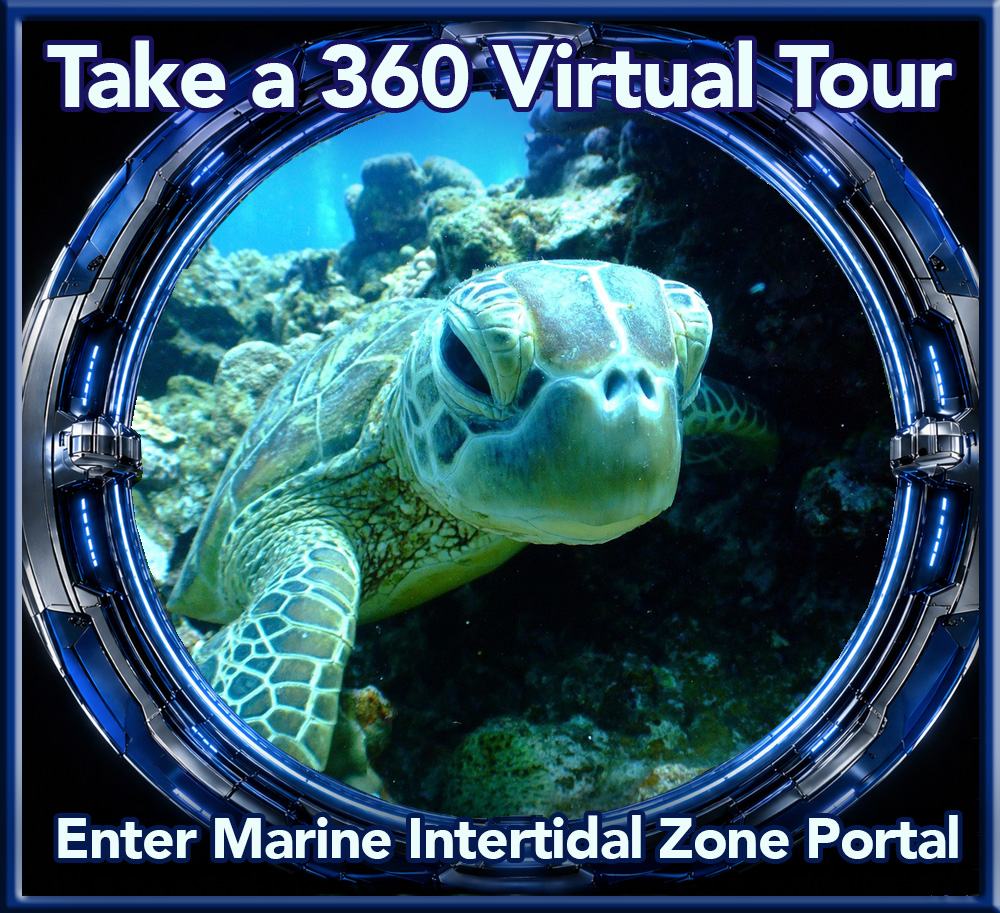 Marine: Intertidal Zone biome 360 virtual tour
