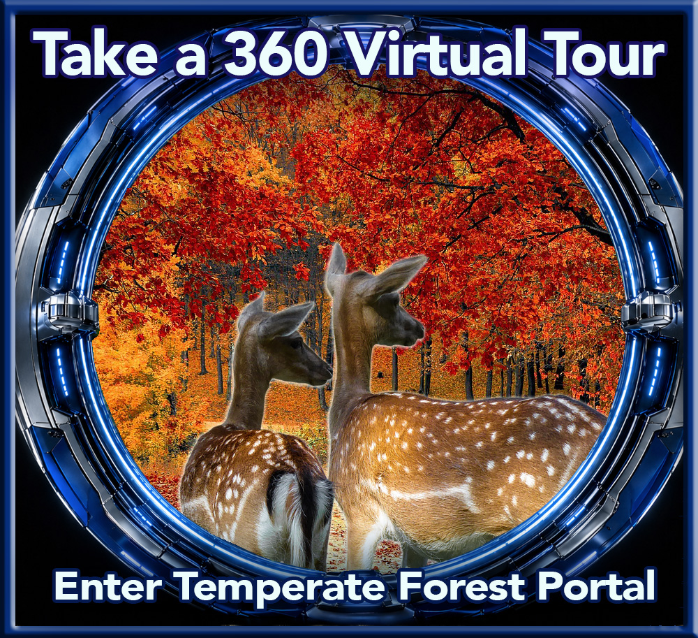 Temperate forest biome 360 virtual tour